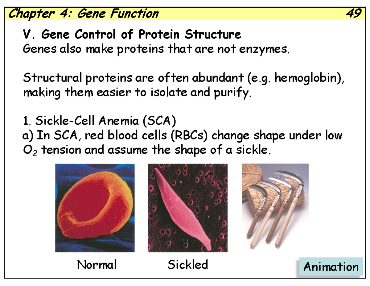 Gene Function: Sickle Cell Anemia & Cystic Fibrosis Case Study (BIO101 ...