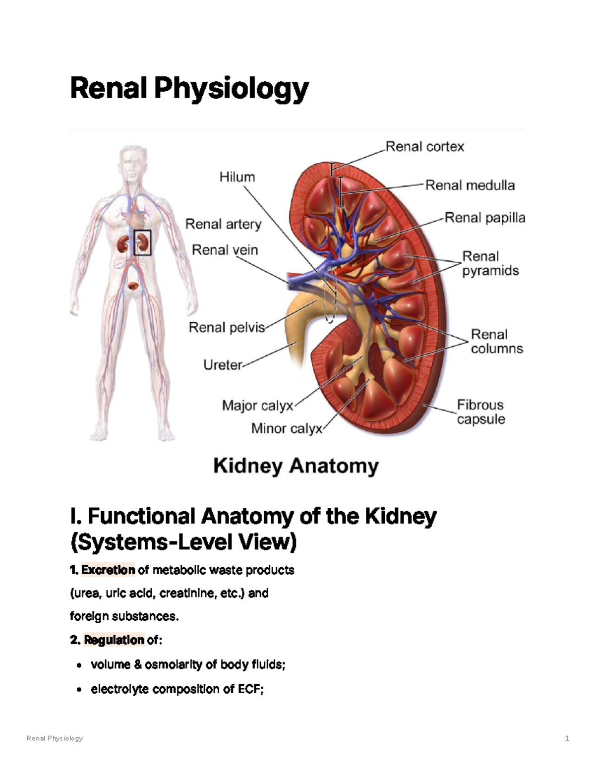 Renal Physiology I: Comprehensive Overview of Kidney Functions and ...