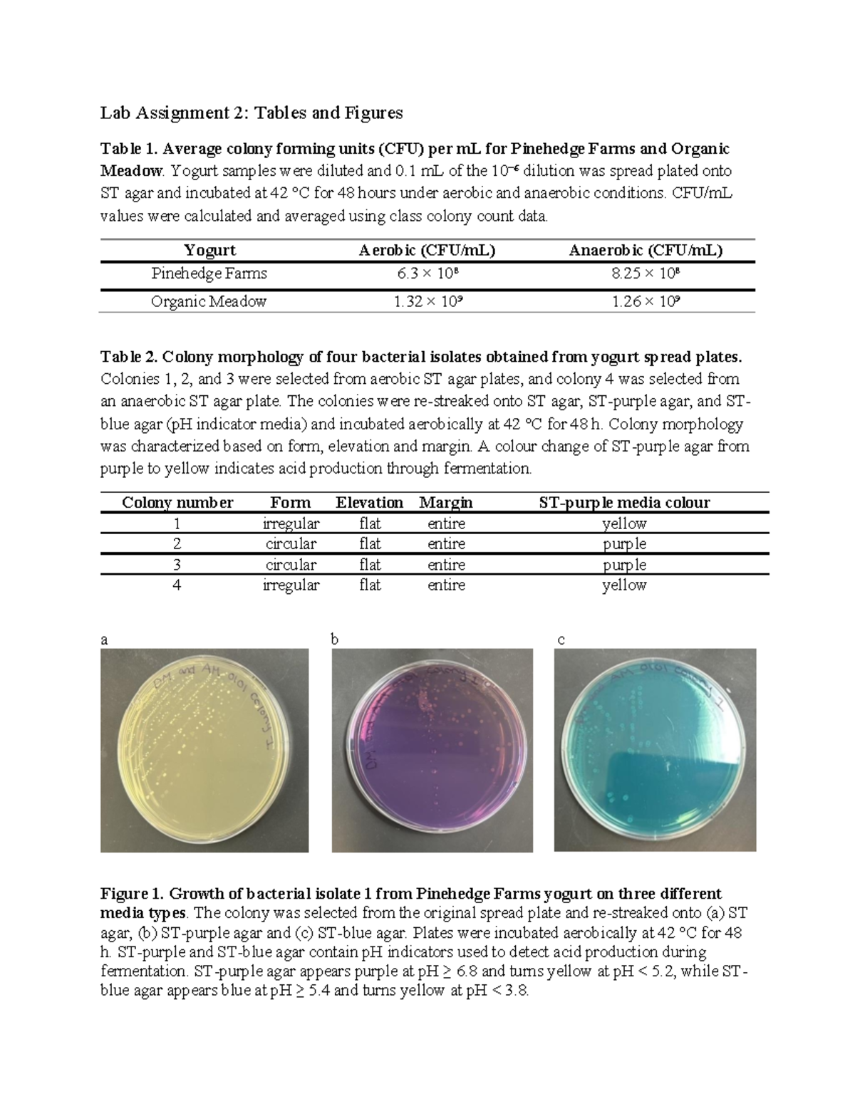 Lab Assignment 2: CFU Analysis and Bacterial Morphology - Studocu