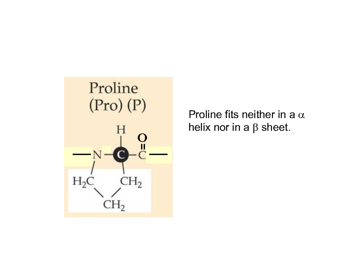 BIOL112 Lecture 4: Protein Structures and Nucleotide Composition - Studocu