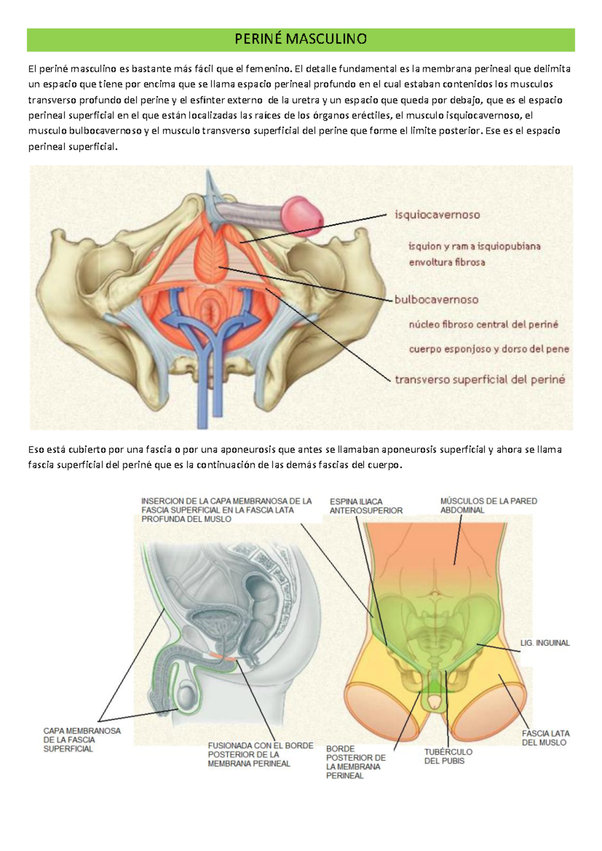 Anatomía Del Perineo Masculino