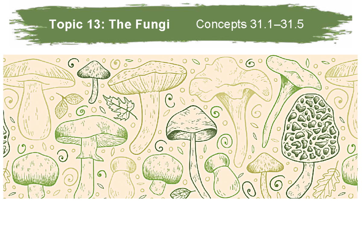 BIOL 1030 Topic 13: Fungal Diversity and Life Cycles - Studocu