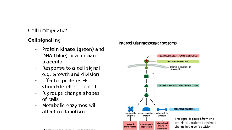 Cell Biology (BIO101) Lecture Notes on Cell Signaling and Microscopy ...