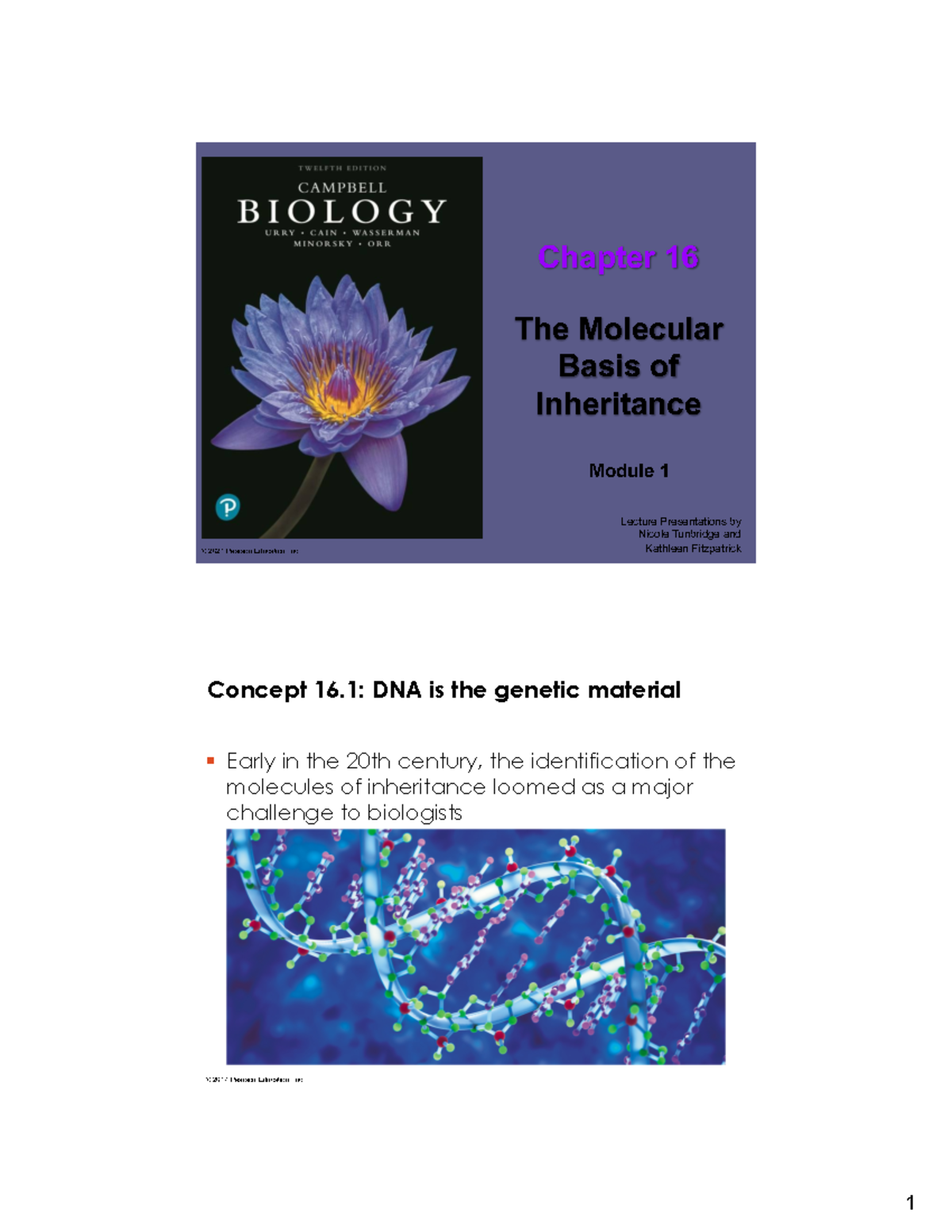 Chapter 16 Lecture: The Molecular Basis of Inheritance (BIO101) - Studocu