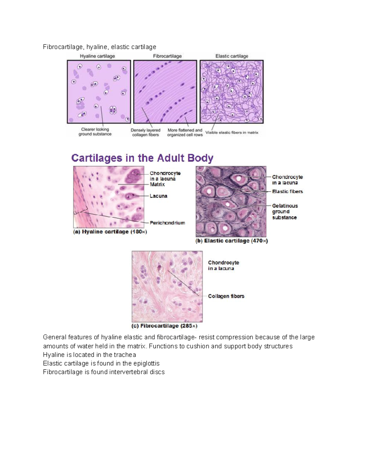 Test 2 study guide - chapters 4-8 - Fibrocartilage, hyaline, elastic ...
