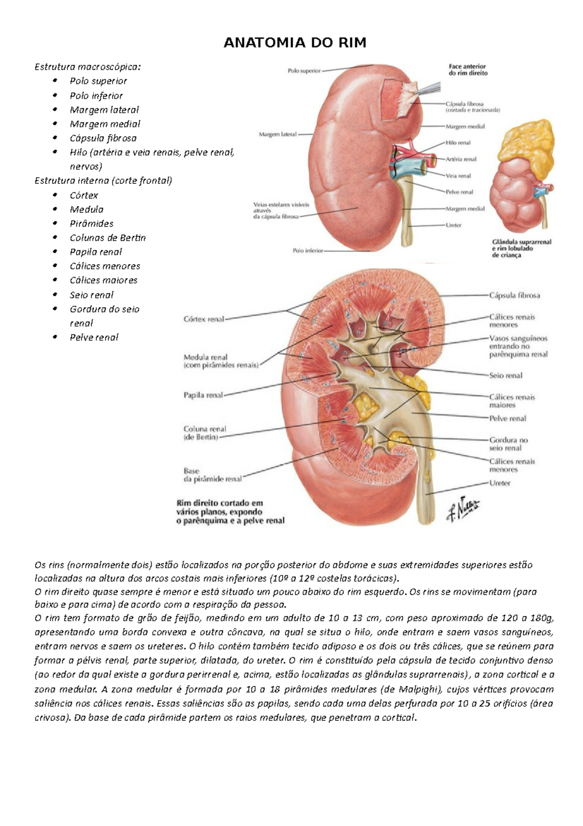 Anatomia Macroscopica Do Rim 1440x1440