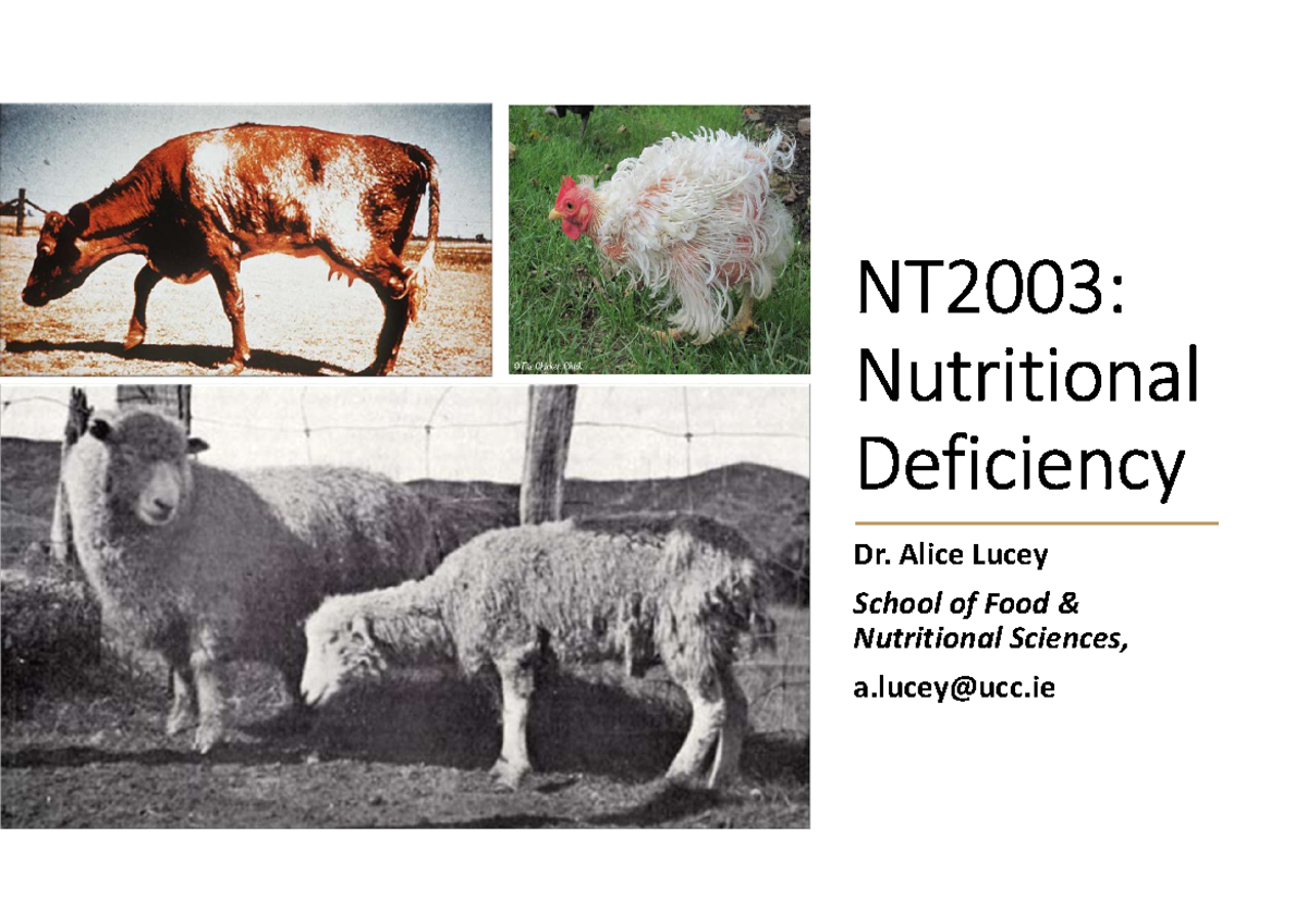 Course Notes for CS101: Introduction to Computer Science - NT2003 ...