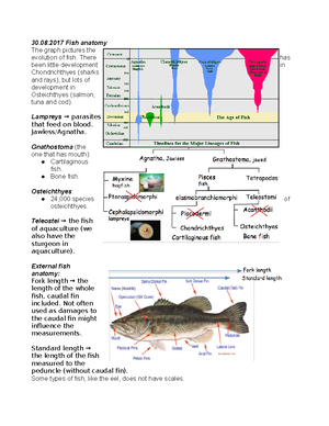Bony Fish Internal Anatomy Exercise - Draw your specimen in the first ...