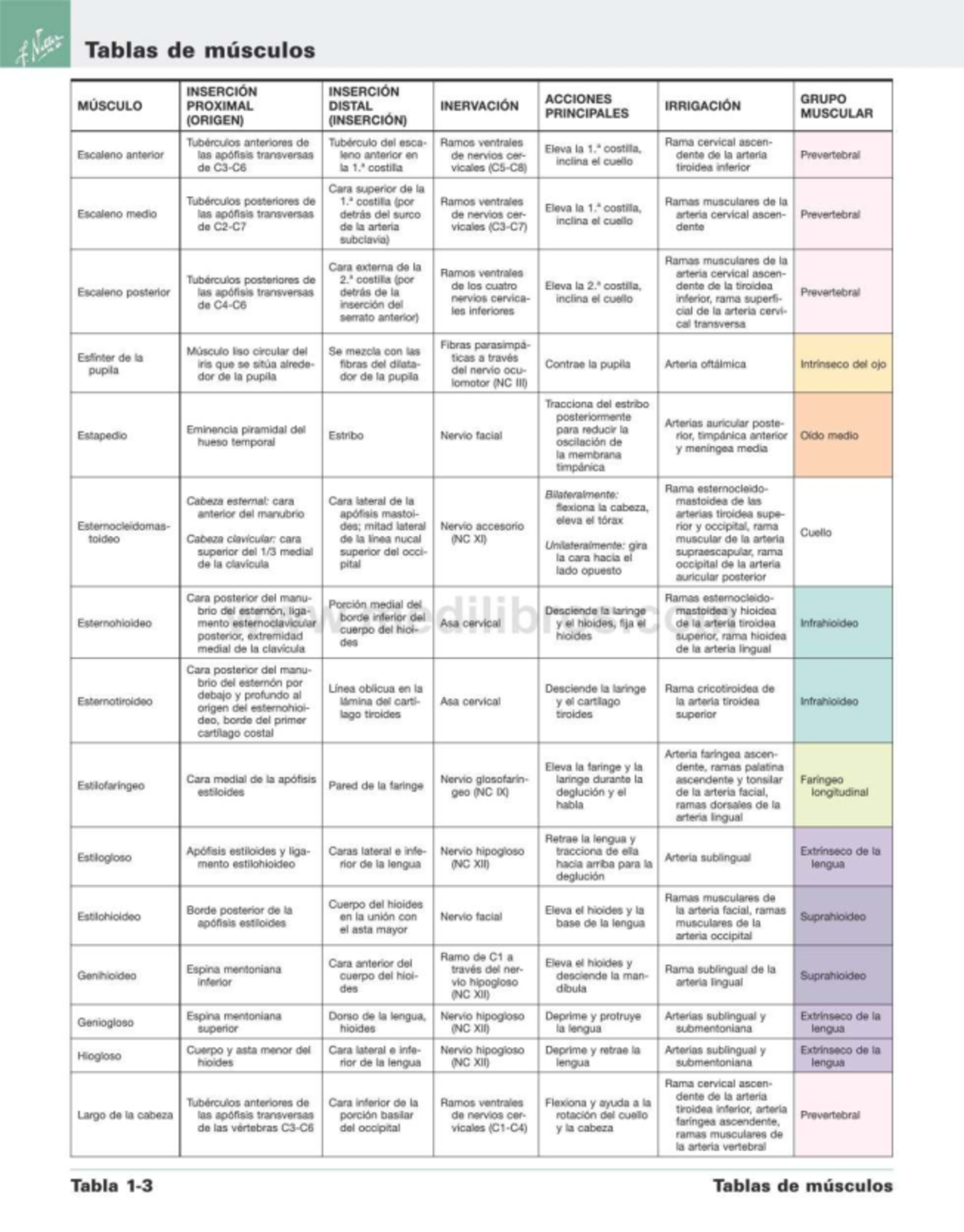 Netter Muscles Study Guide - DÁN4(21) - Studocu