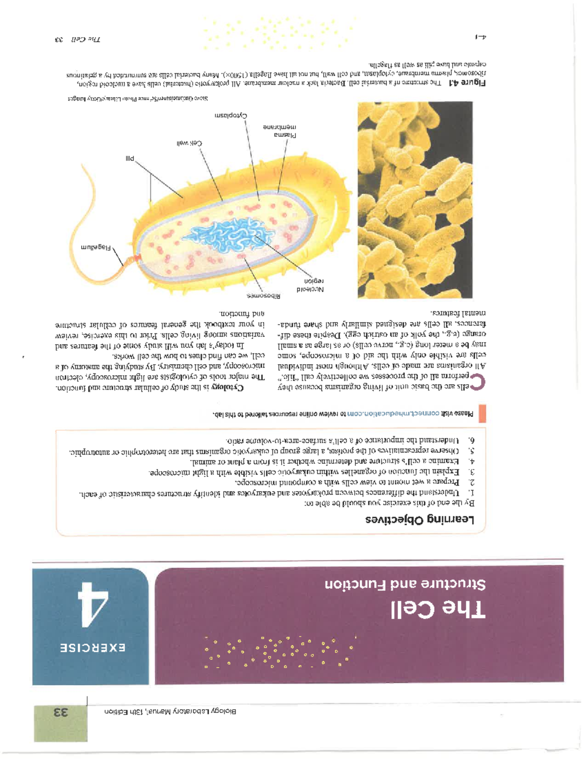 Biology Lab Manual (BIO 101): Exercise 4 - The Cell Structure ...