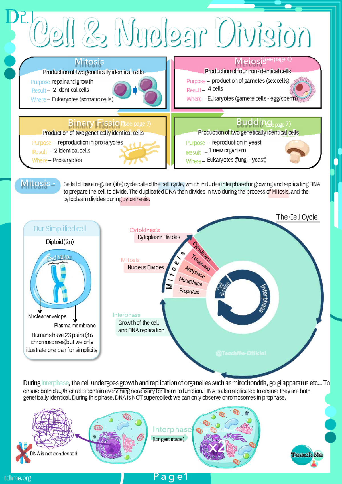 D2.1 Cell & Nuclear Division: Mitosis and Meiosis Overview - Studocu
