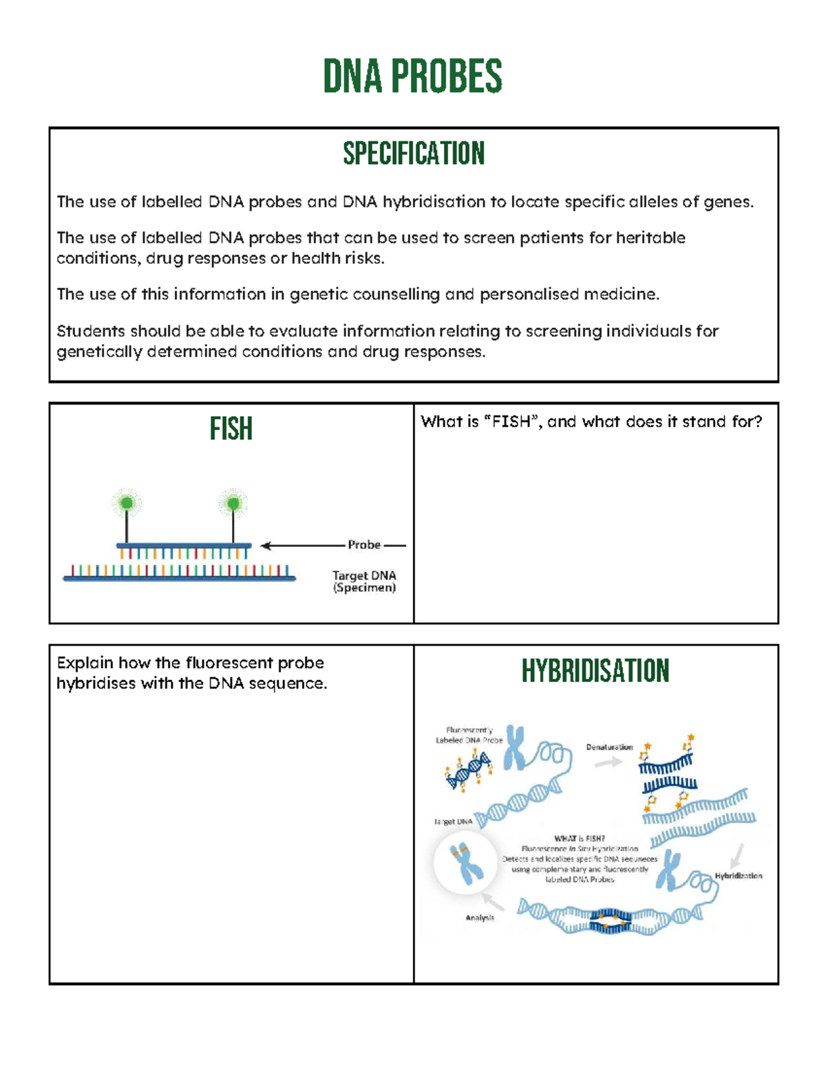 DNA Probes & Hybridisation: Key Concepts & Applications - Studocu