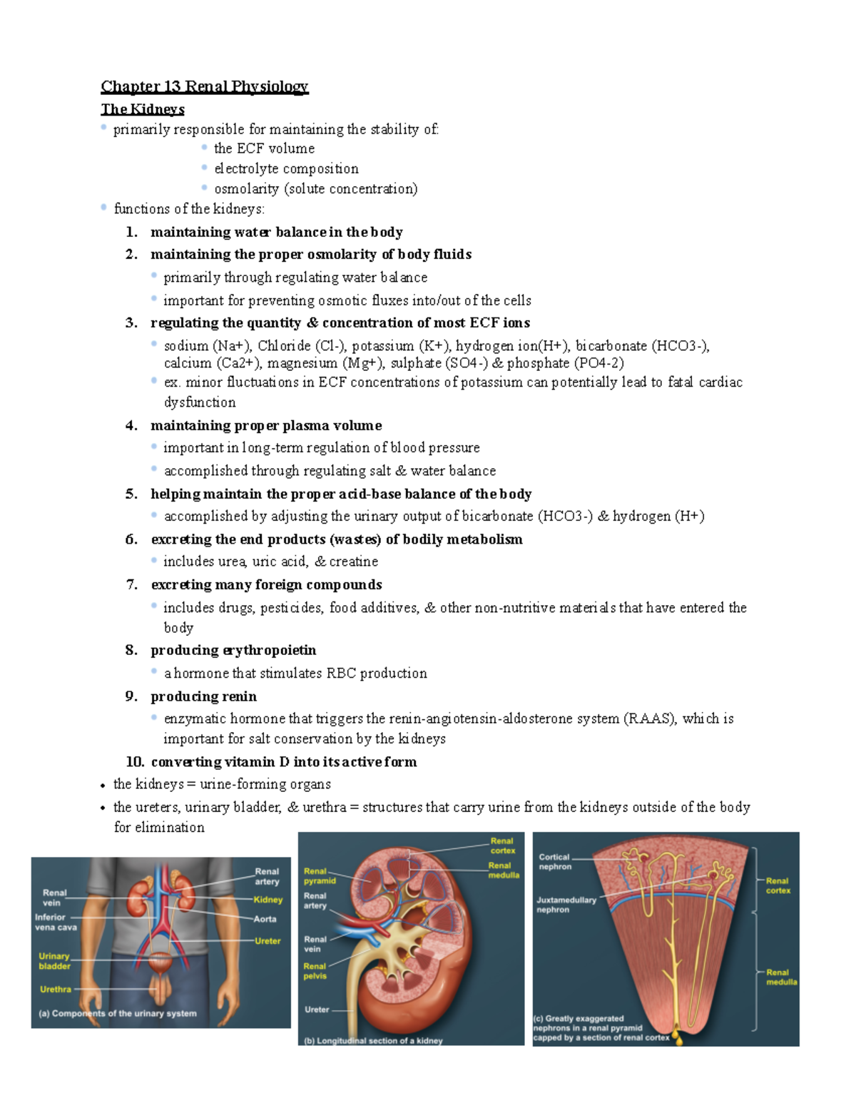 Chapter 13 Renal Physiology - Chapter 13 Renal Physiology The Kidneys ...