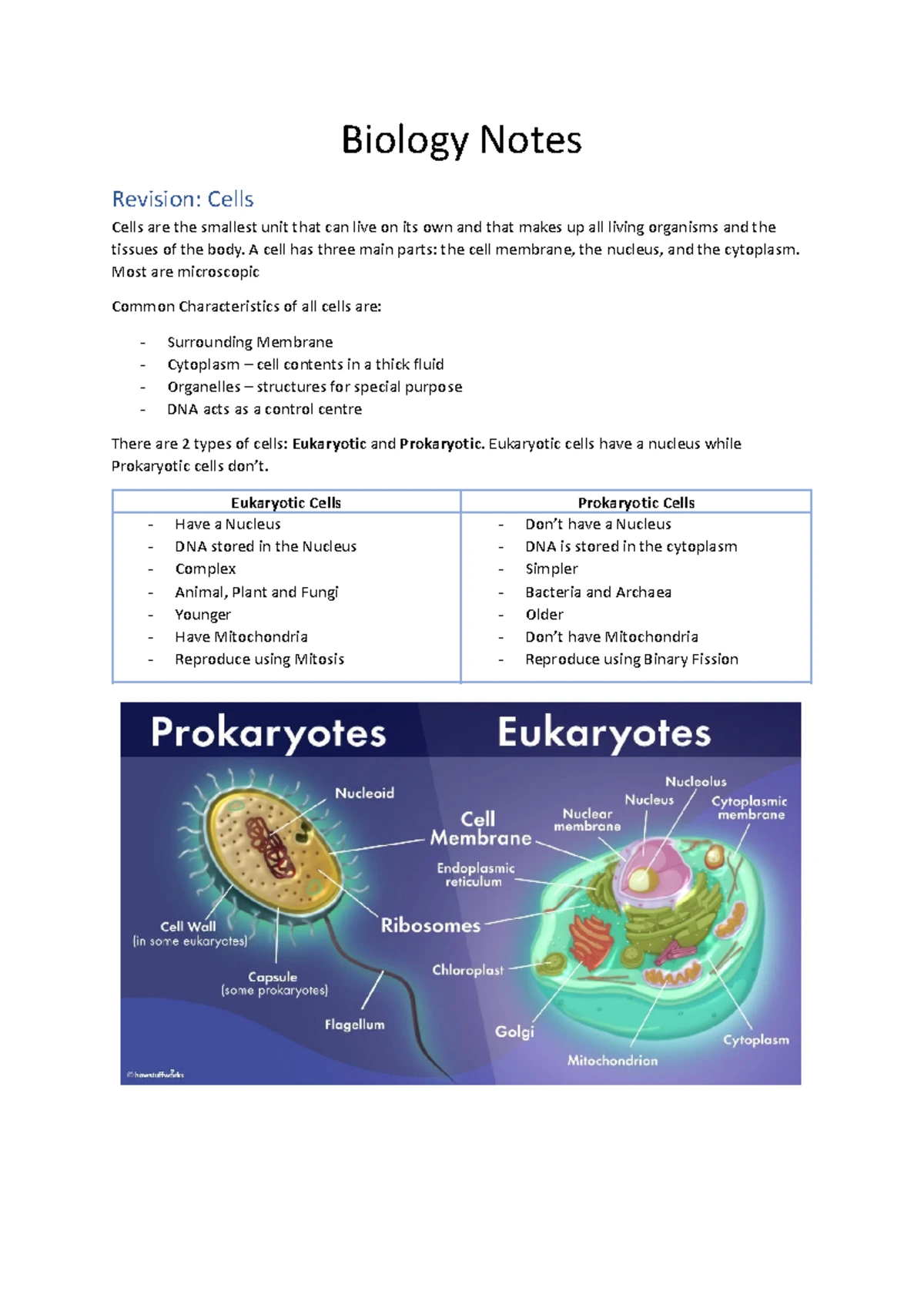 Cell Structure - Part 2: WACE Study Notes on ER Functions - Studocu