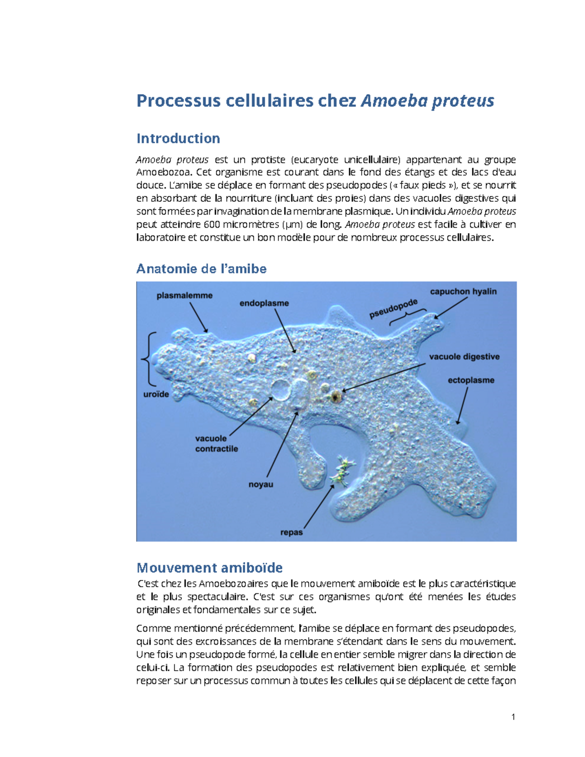 cellular biology notes for laboratory - 1 Processus cellulaires chez ...