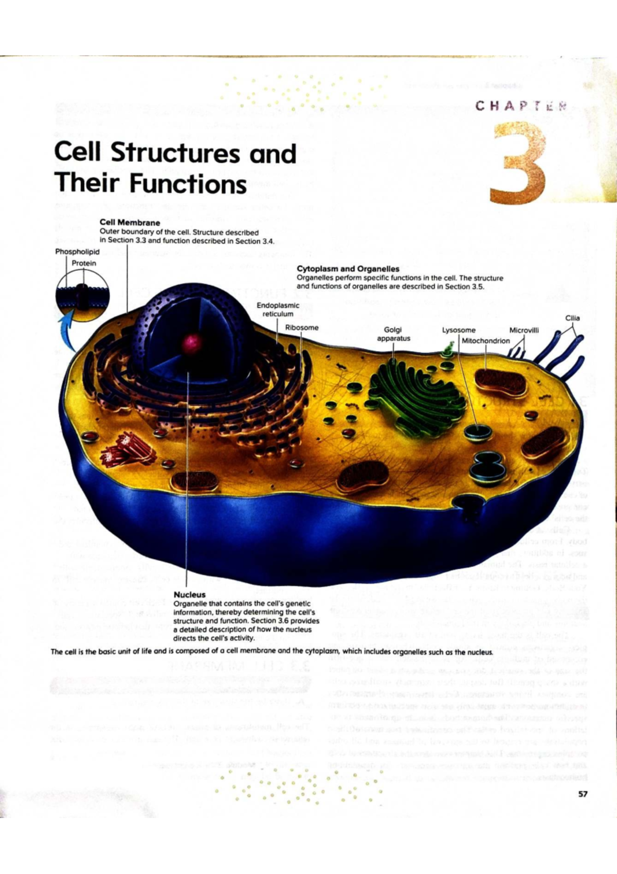 C3 CHAPTER: Cell Structures and Their Functions - Studocu