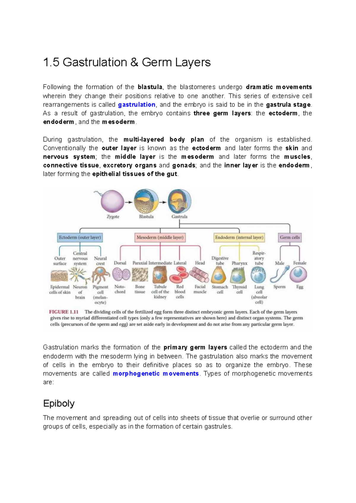 Gastrulation and Germ Layer Formation in Embryonic Development - Studocu