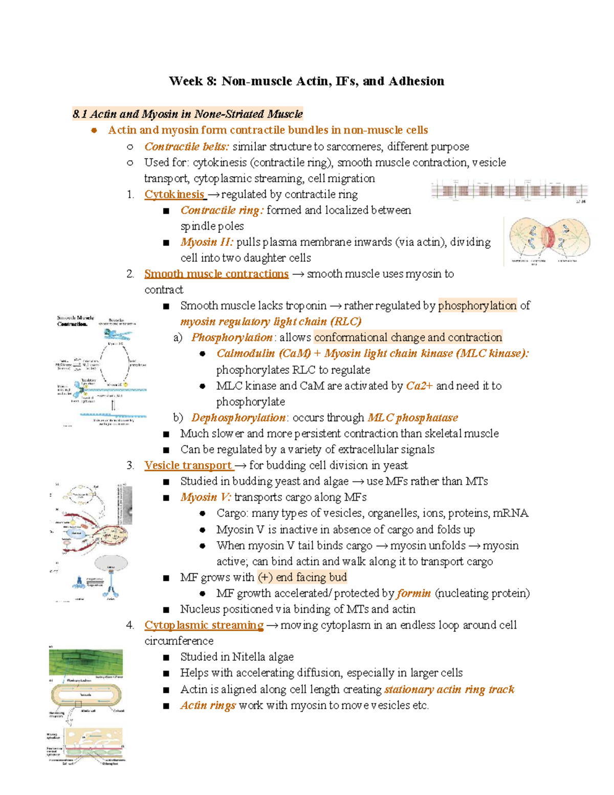Cell Bio Notes: Week 8 - Actin, Intermediate Filaments & Adhesion - Studocu