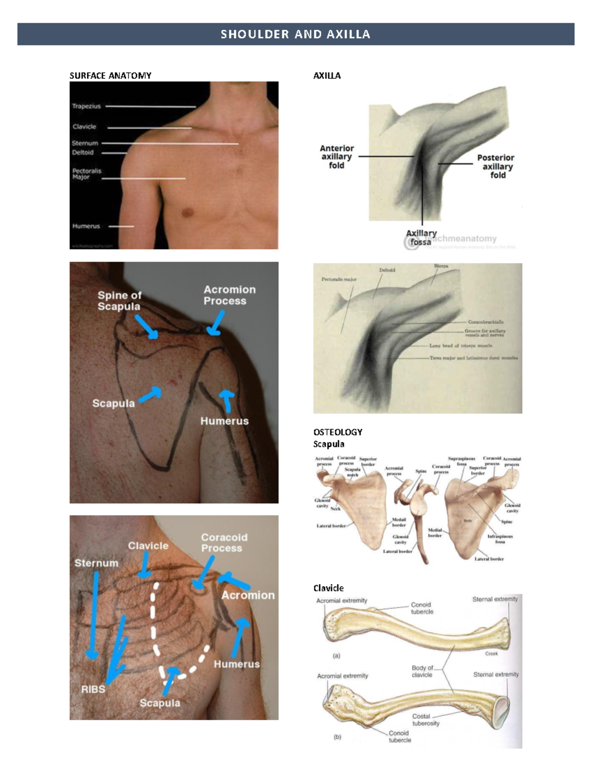 Anterior Axillary Fold