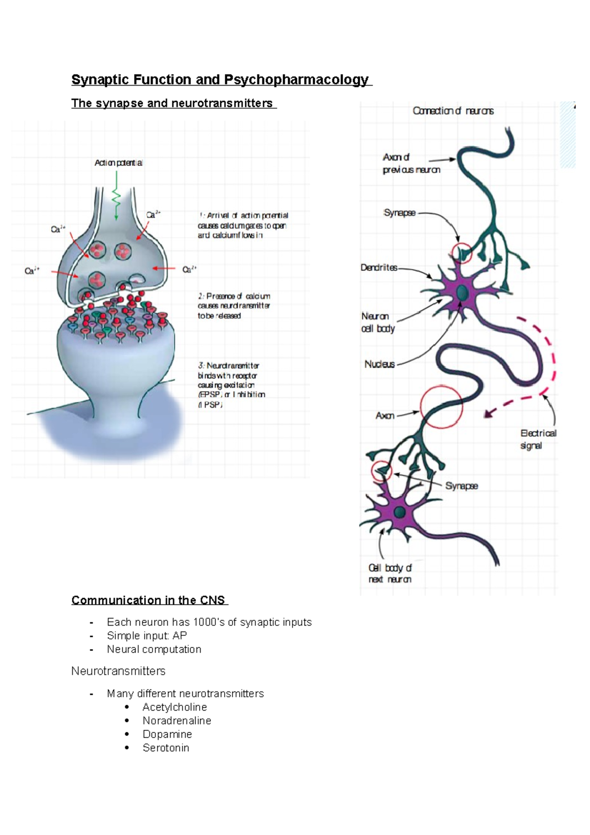 WK2 Synaptic Functions and Neurotransmitter Roles in Psychopharmacology ...