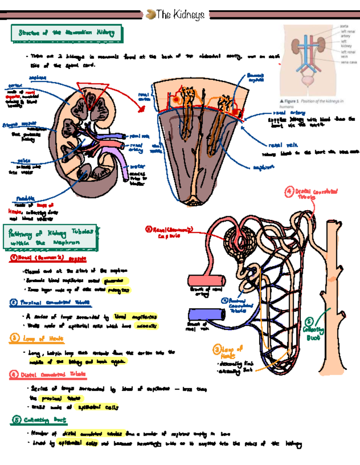 Kidneys - Structure and Function Notes (BIO 101) - Studocu