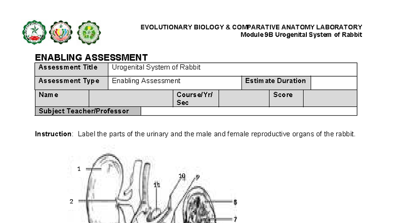 EVOLUTIONARY BIOLOGY LAB 9B: Urogenital System of Rabbit Prac - Studocu