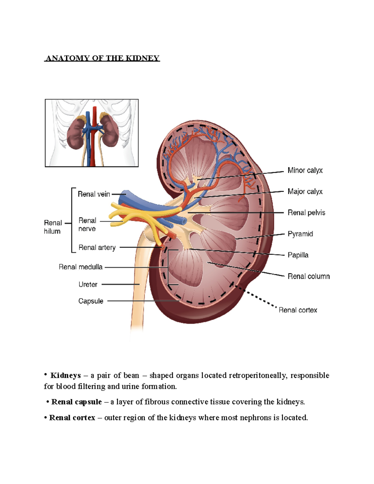 Kidney- Filtration - ANATOMY OF THE KIDNEY • Kidneys – a pair of bean ...