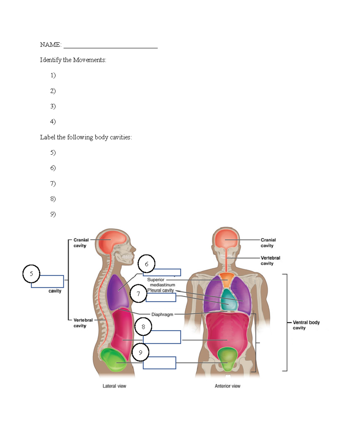 KIN 2041 Lab Quiz 1 - Anatomy Movements and Body Cavities - Studocu