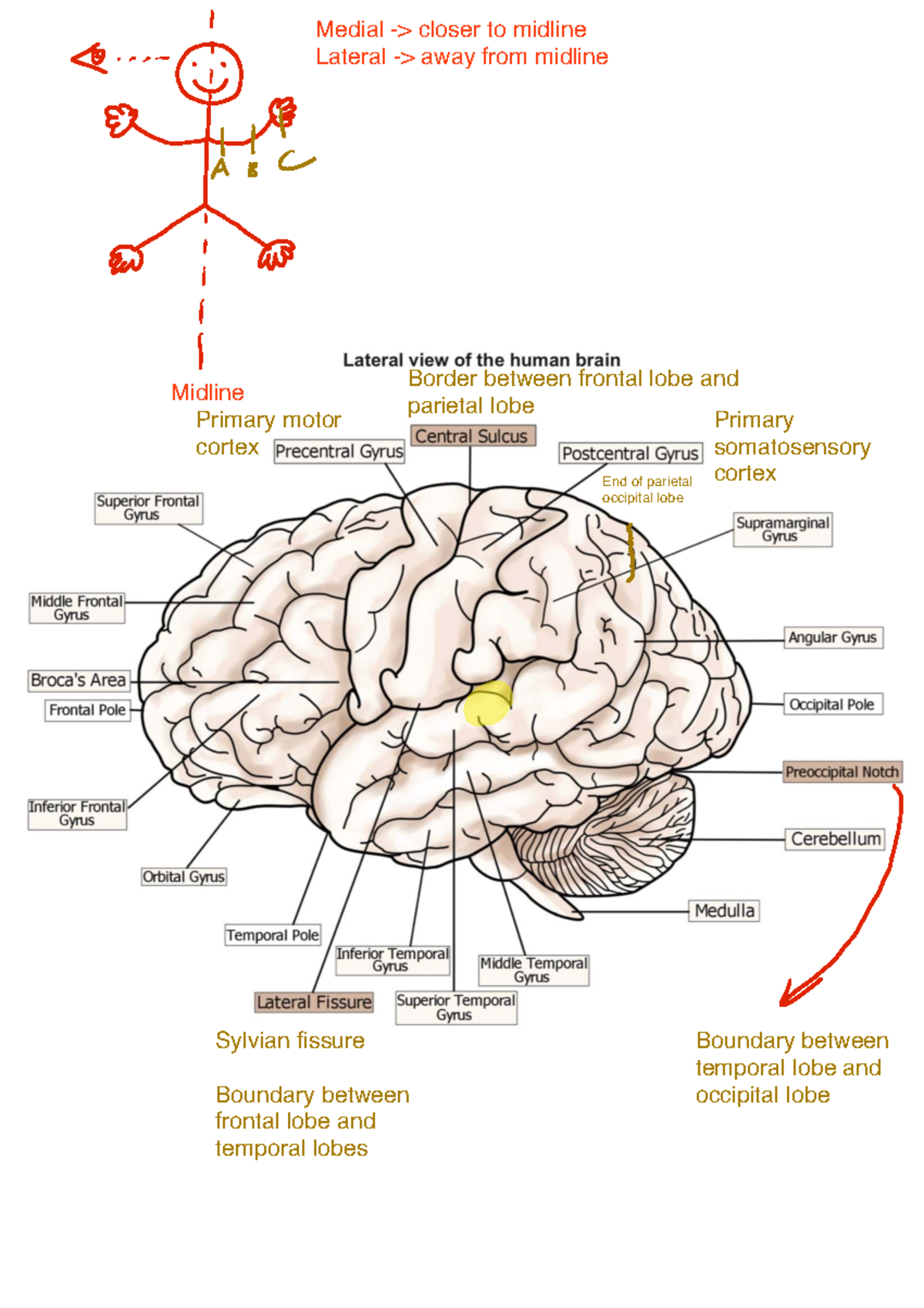 Nervous System Overview YT 2025: Key Concepts and Structures - Studocu