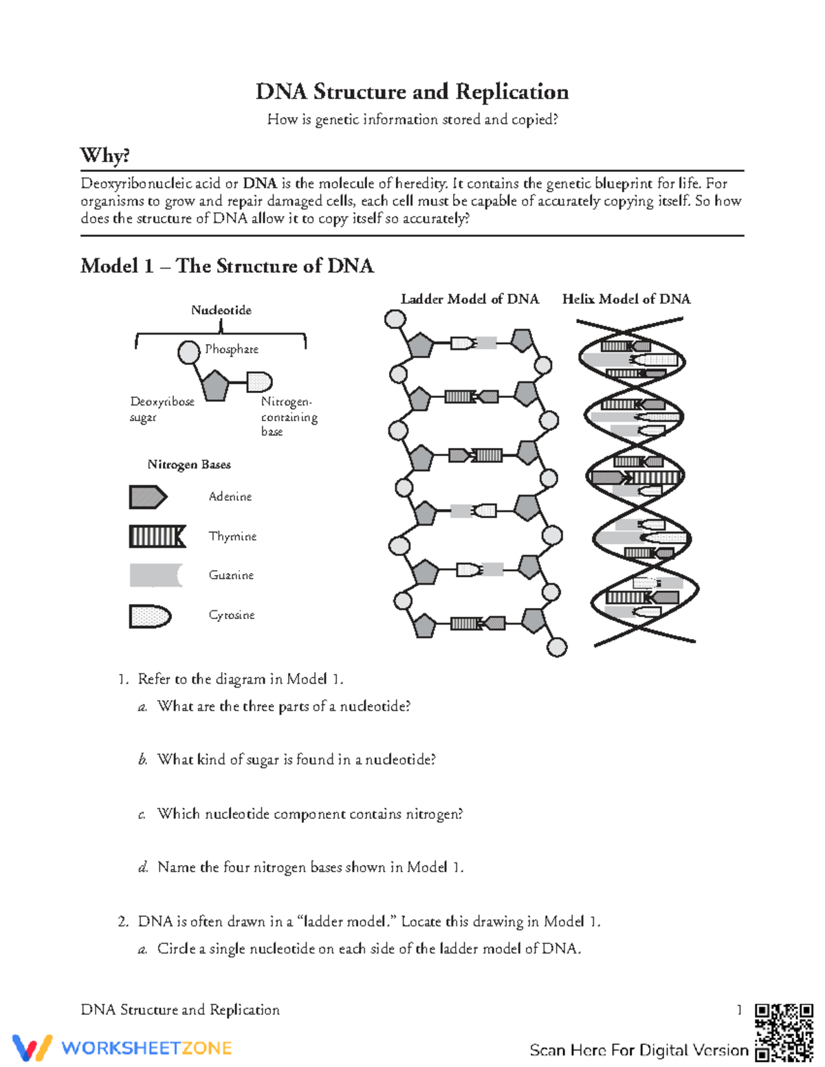 Updated DNA Structure and Replication Worksheet (Biology 101) - Studocu
