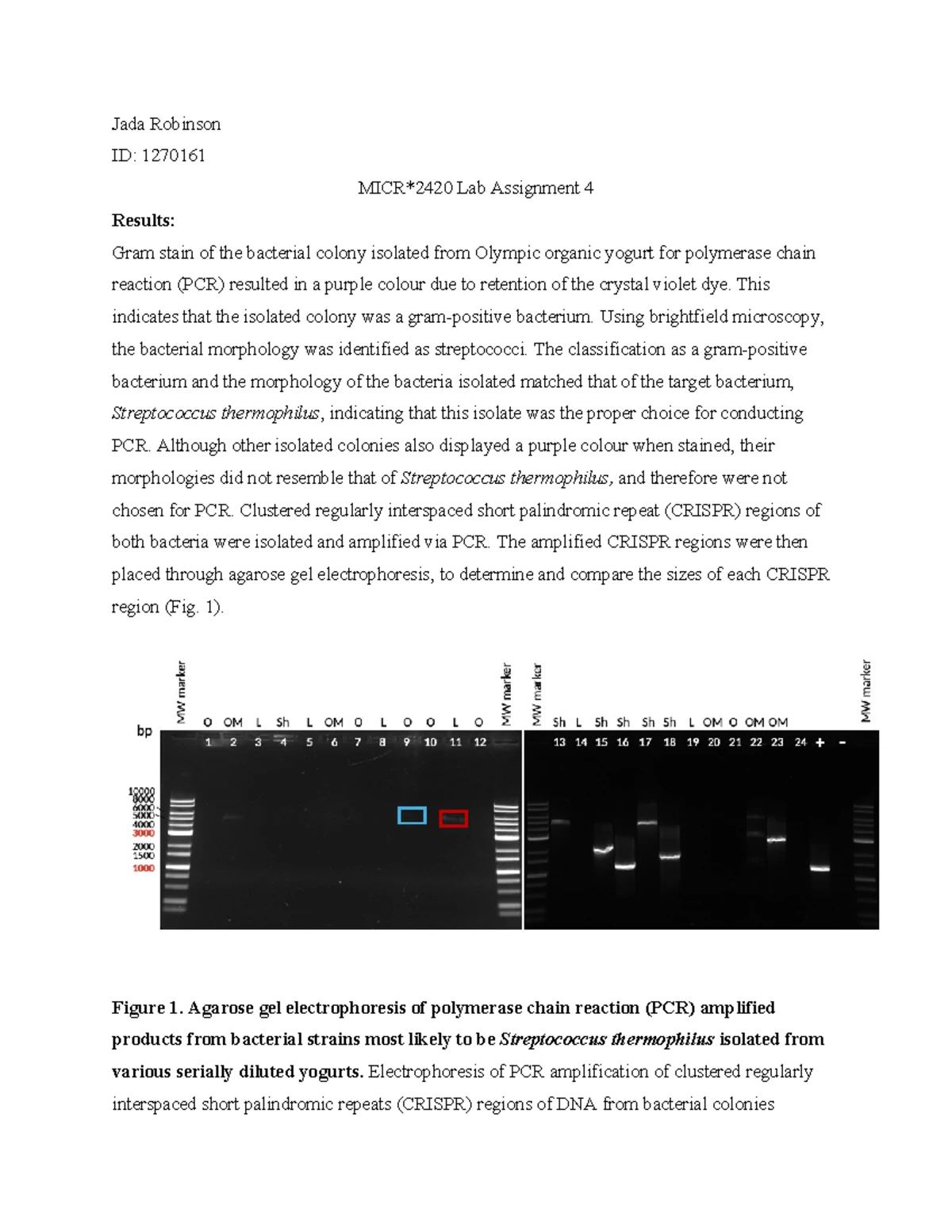 MICR2420 Lab Assignment 2: CFU Analysis of Yogurt Samples - Studocu