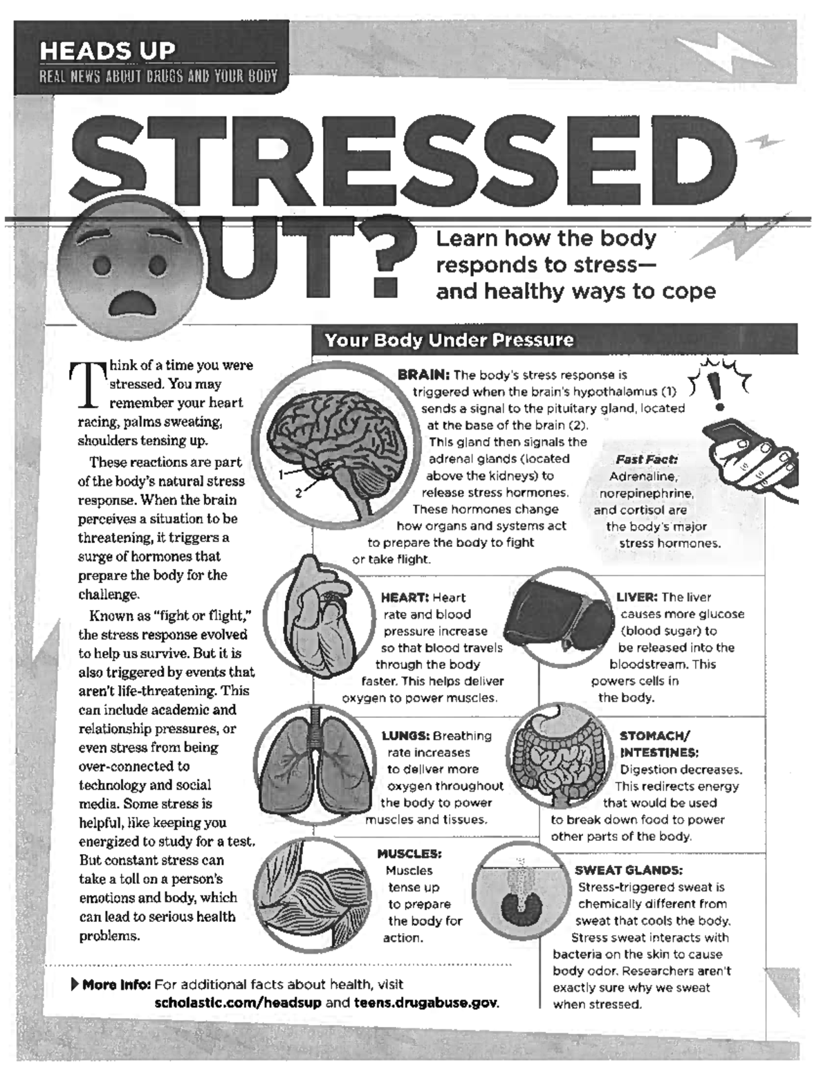 Understanding Stress Responses and Coping Strategies - Psychology 101 ...