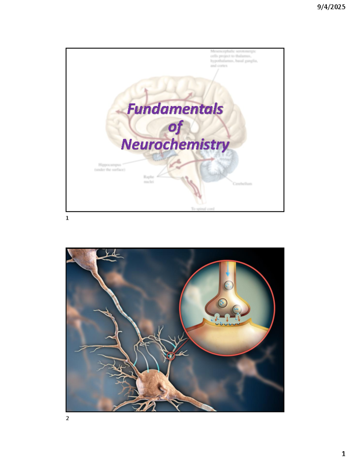 Fundamentals of Neurochemistry 1: Neurotransmitters & Receptors - Studocu