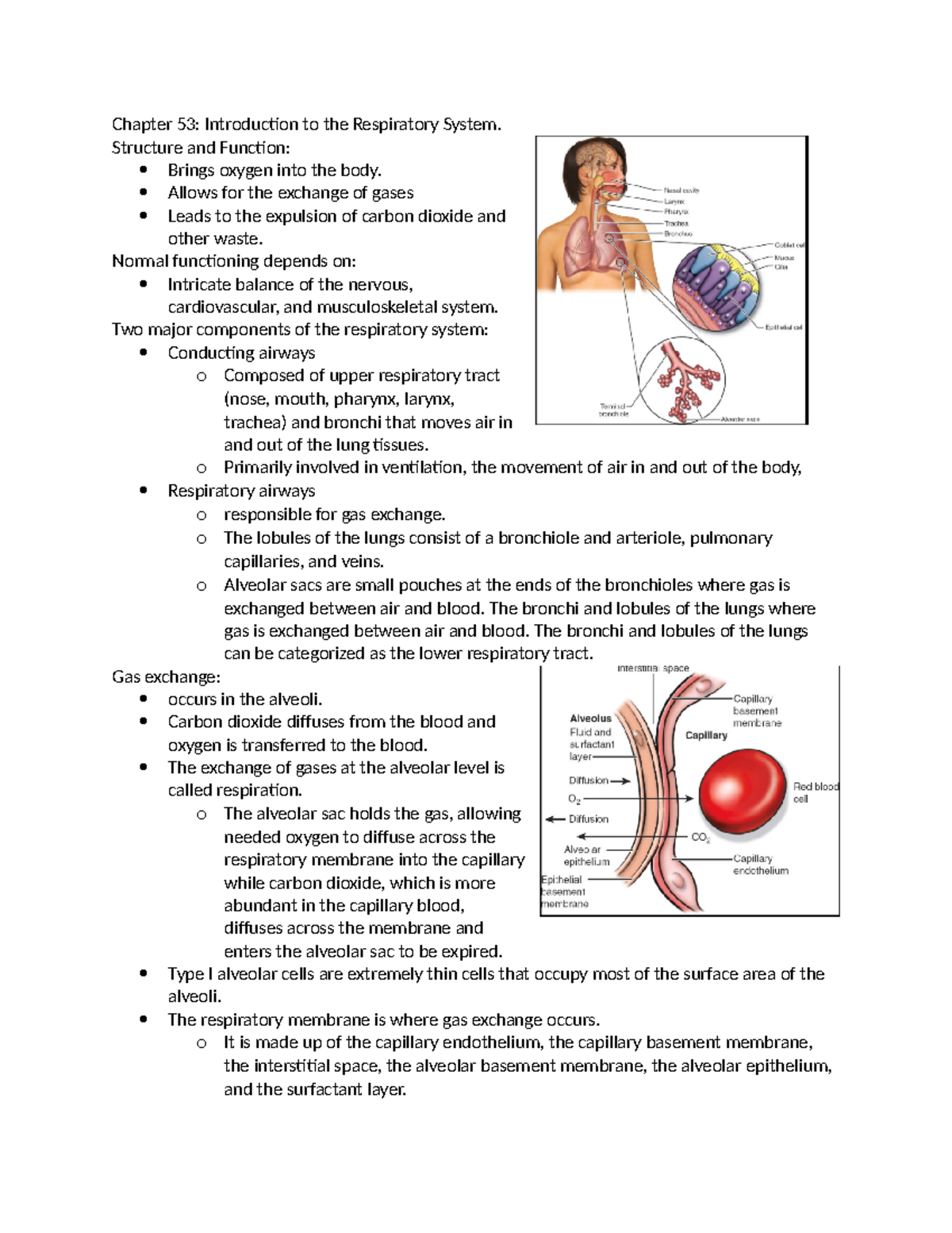 Exam 4 Study Guide: Respiratory System (Chapters 53-55) - Studocu