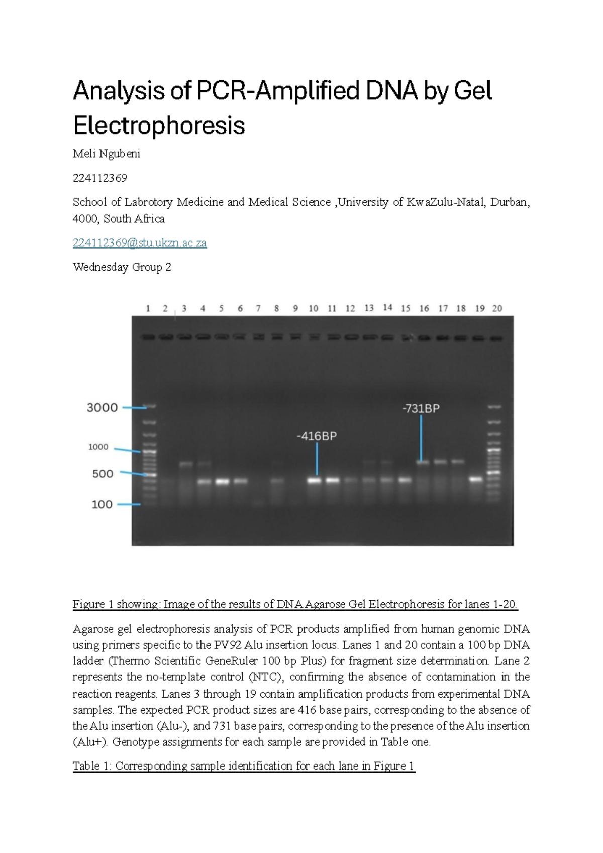 RDNA Prac 4: Analysis of DNA Gel Electrophoresis Results - Studocu