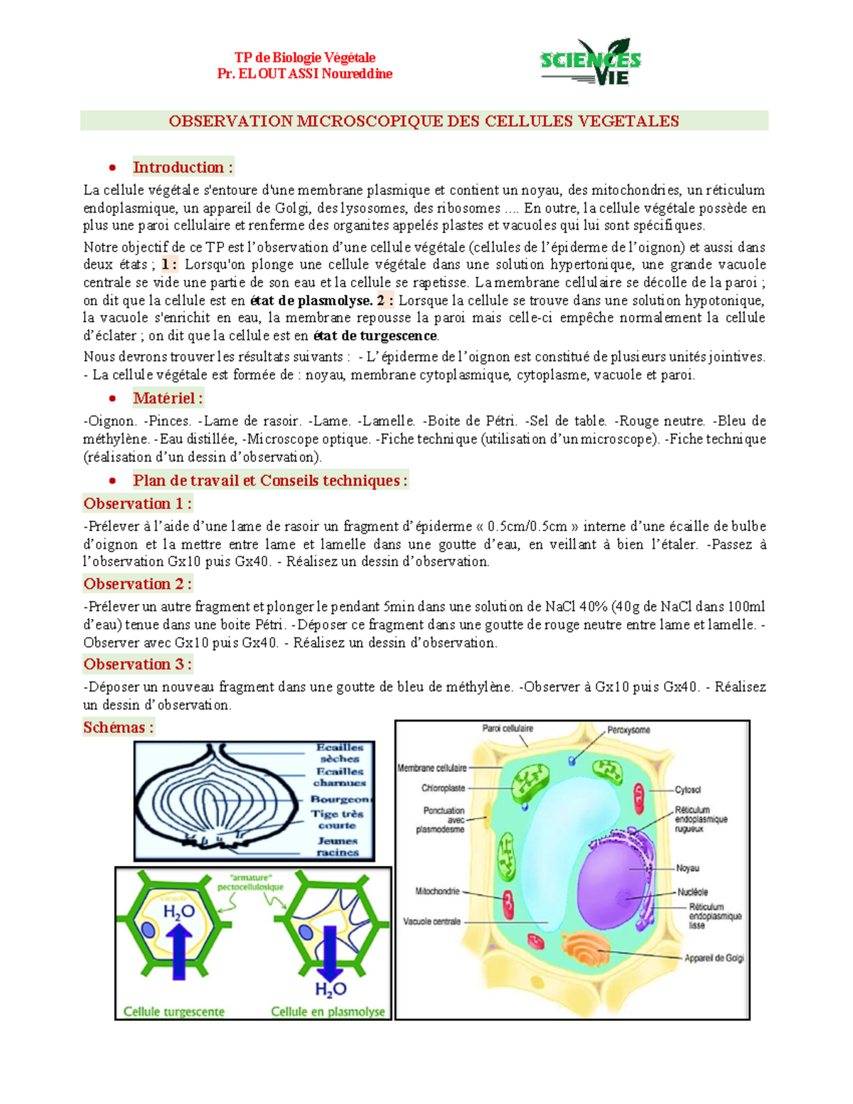 Image vectorielle Cellule Végétale Isolée Sur Illustration Vectorielle  Photo Réaliste Blanche par ©corbacserdar.gmail.com - 182568726, image size:1200x1553
