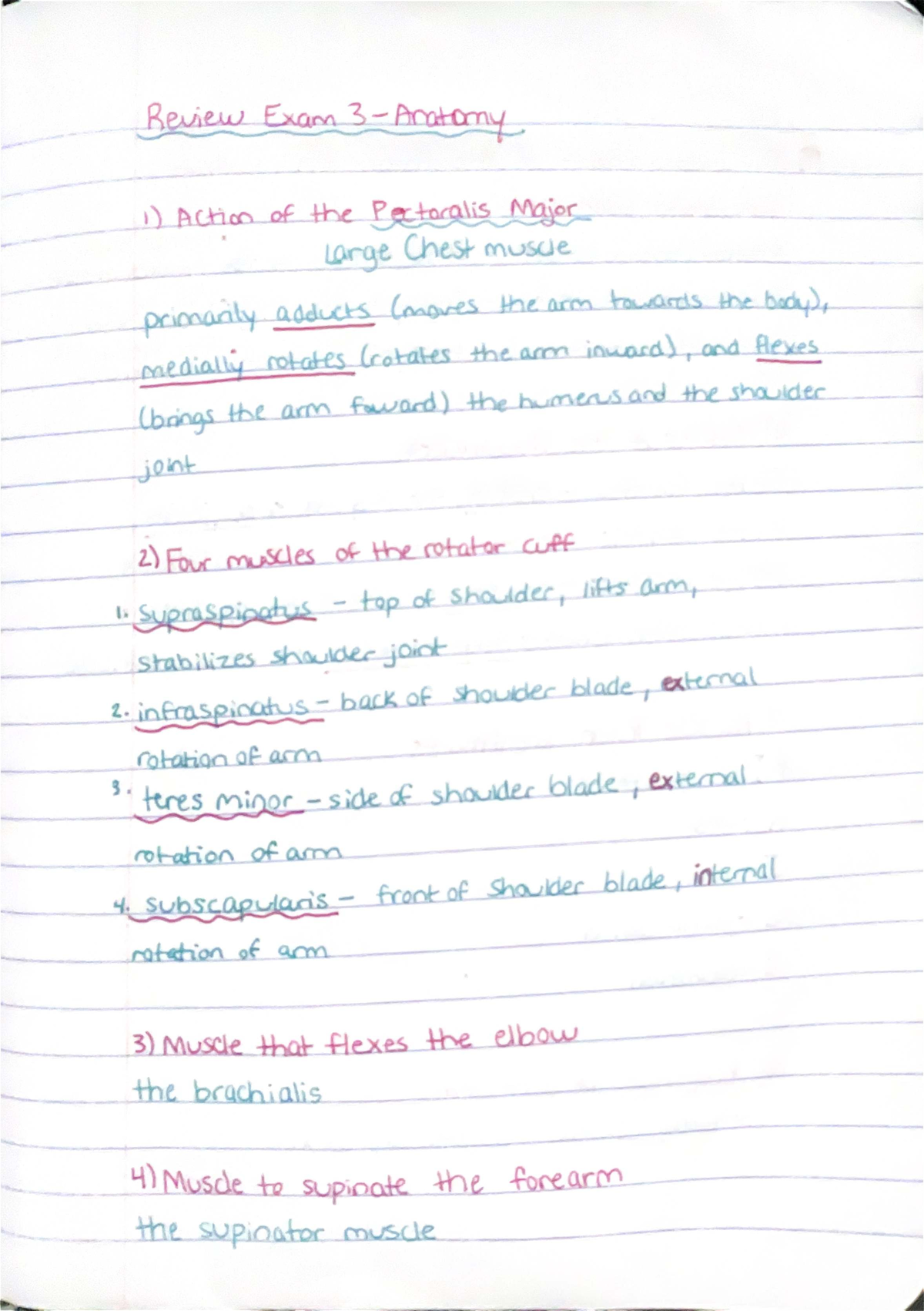 Final Exam Study Guide for Anatomy 101: Muscles and Nervous System ...