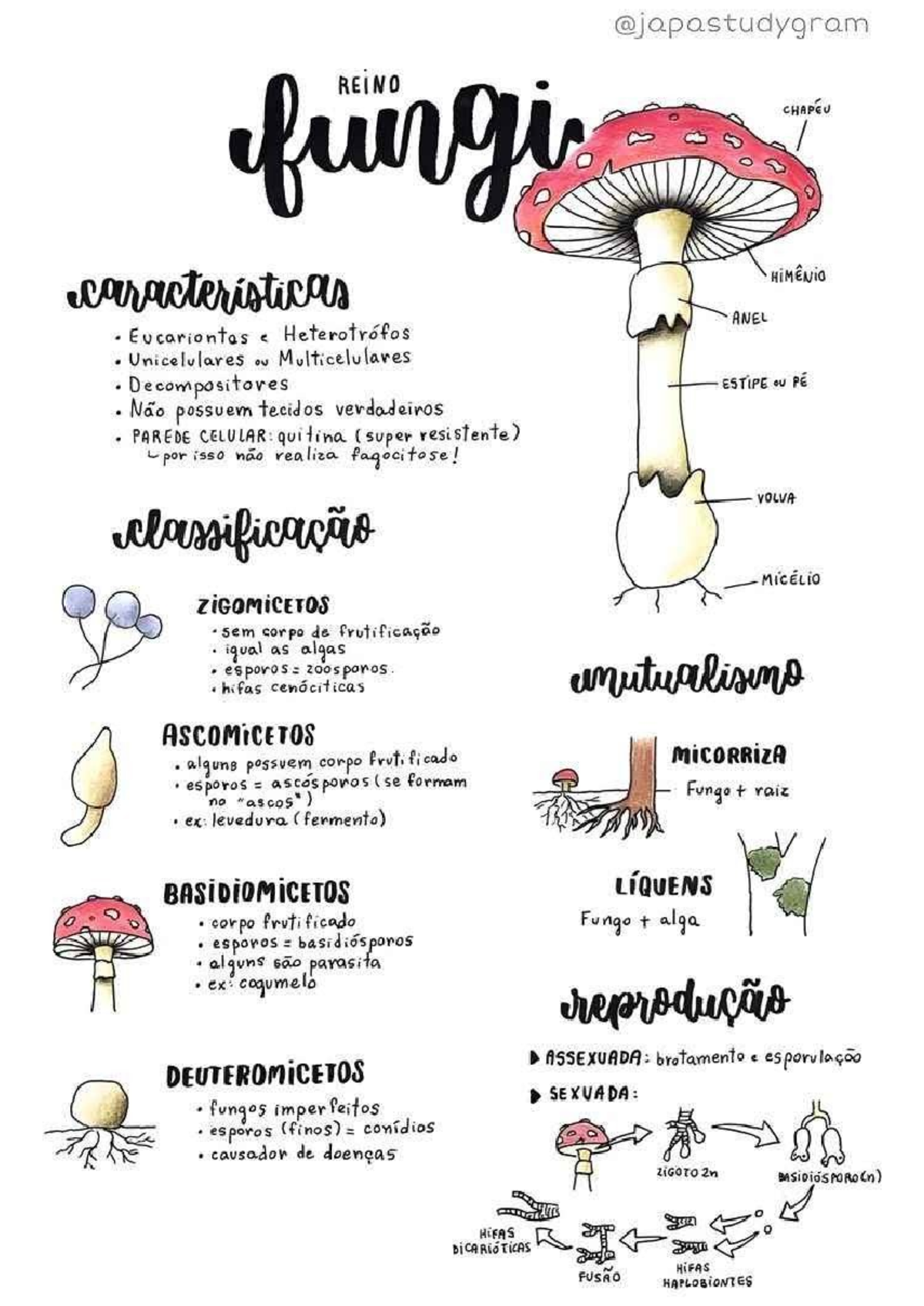Reino fungi - REINO fungi CHAPEU caracteristicas HiMENia ANEL ...