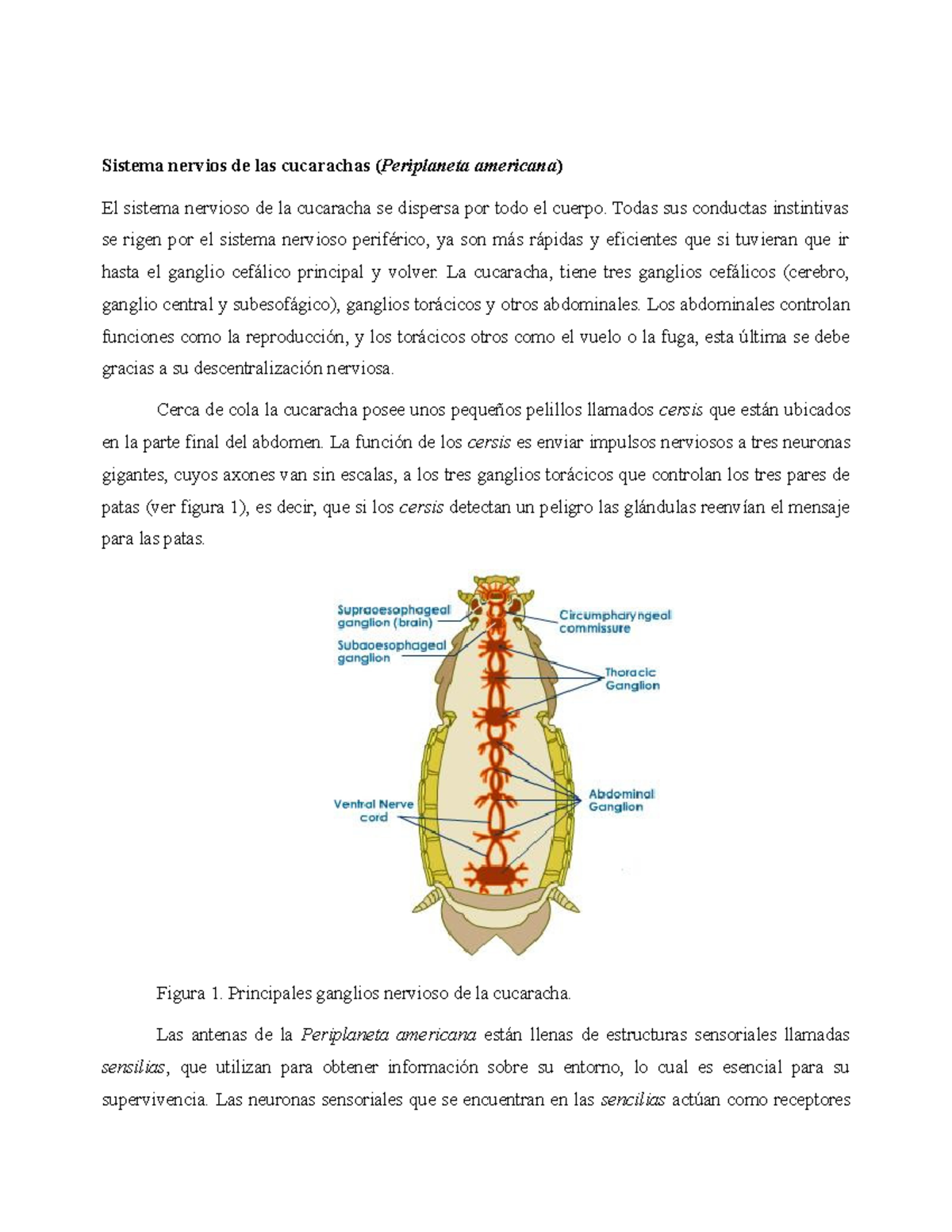 Sistema nervioso de la cucaracha (Periplaneta americana) y sus