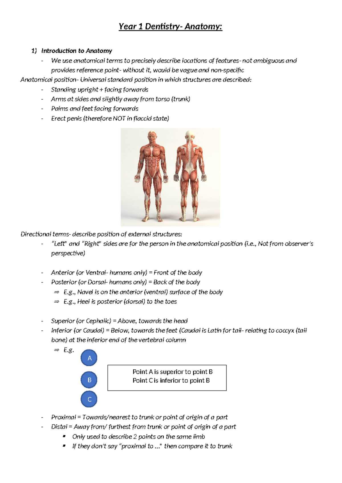 Year 1 Dentistry - Anatomy: Key Concepts and Terminology Guide - Studocu