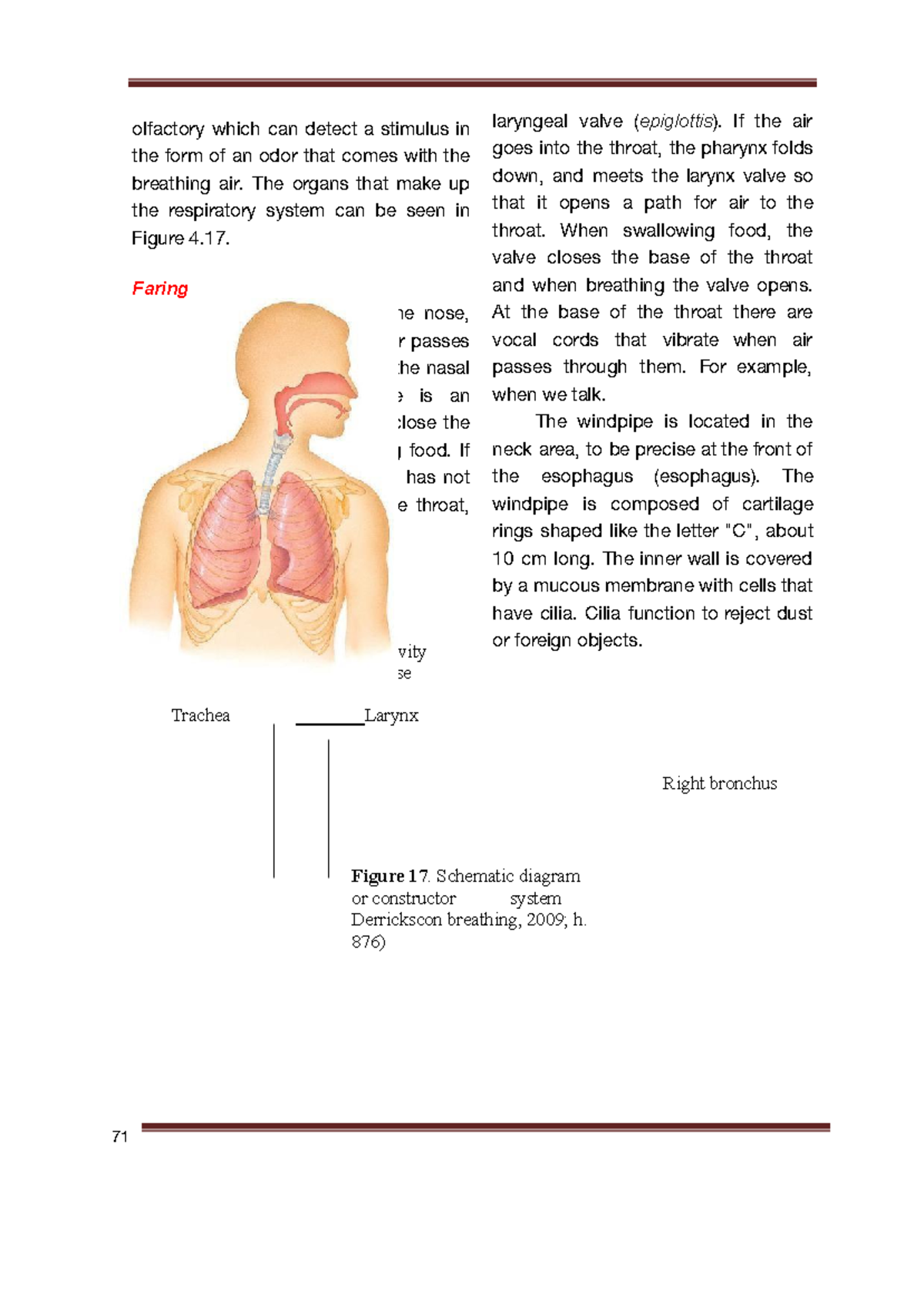 Biology C-45 - Respiratory System Overview and Functions - Studocu