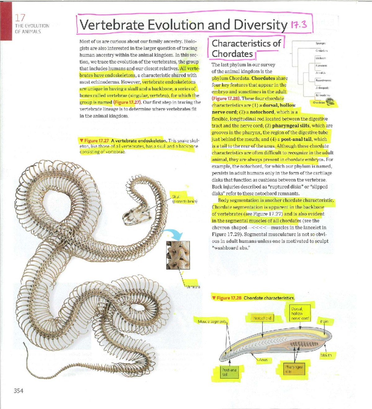 Final Exam Study Guide for PSY 101: Vertebrate Evolution and Diversity - Studocu