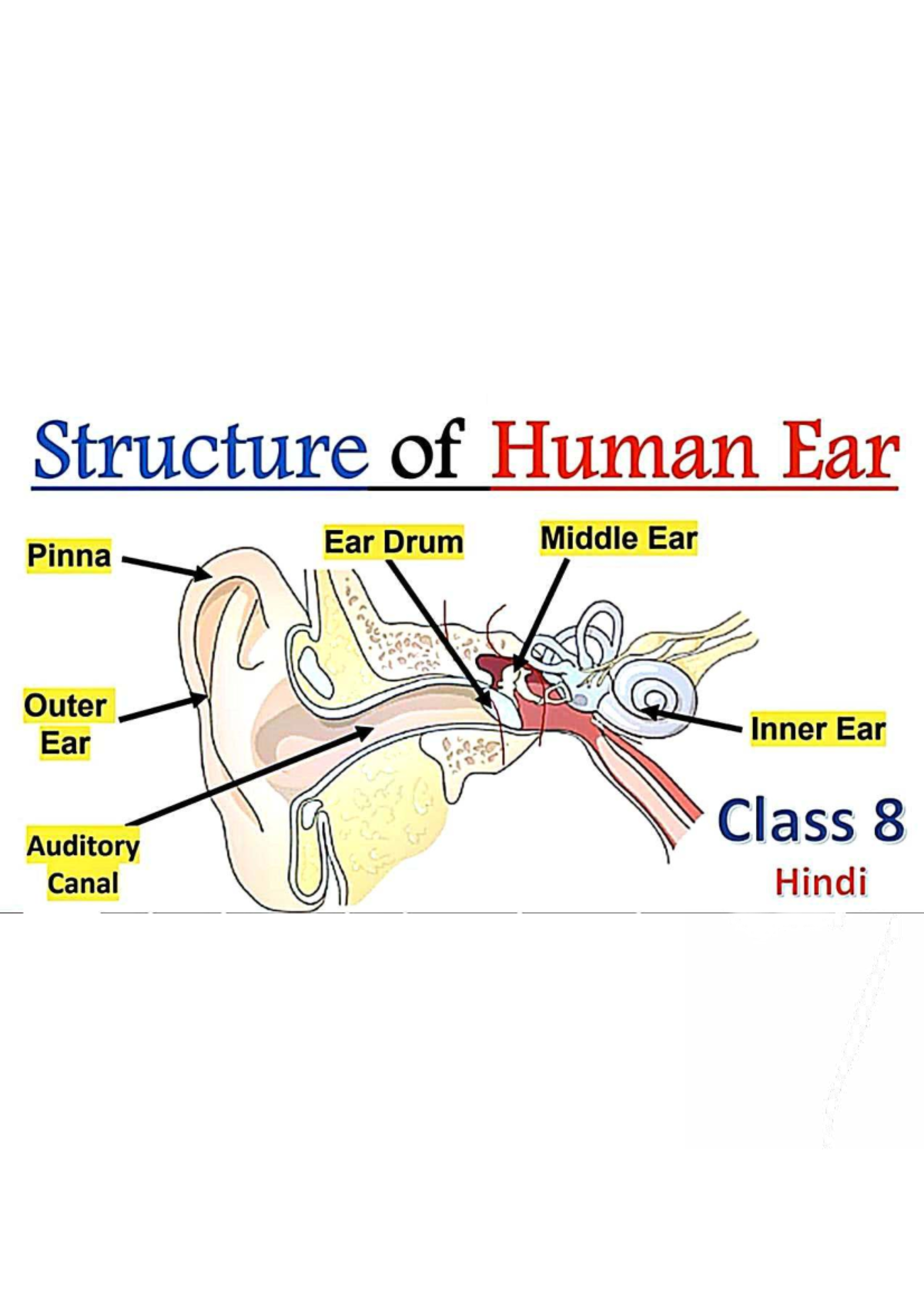 Structure of Human Ear: Overview and Function (EAR Module) - Studocu