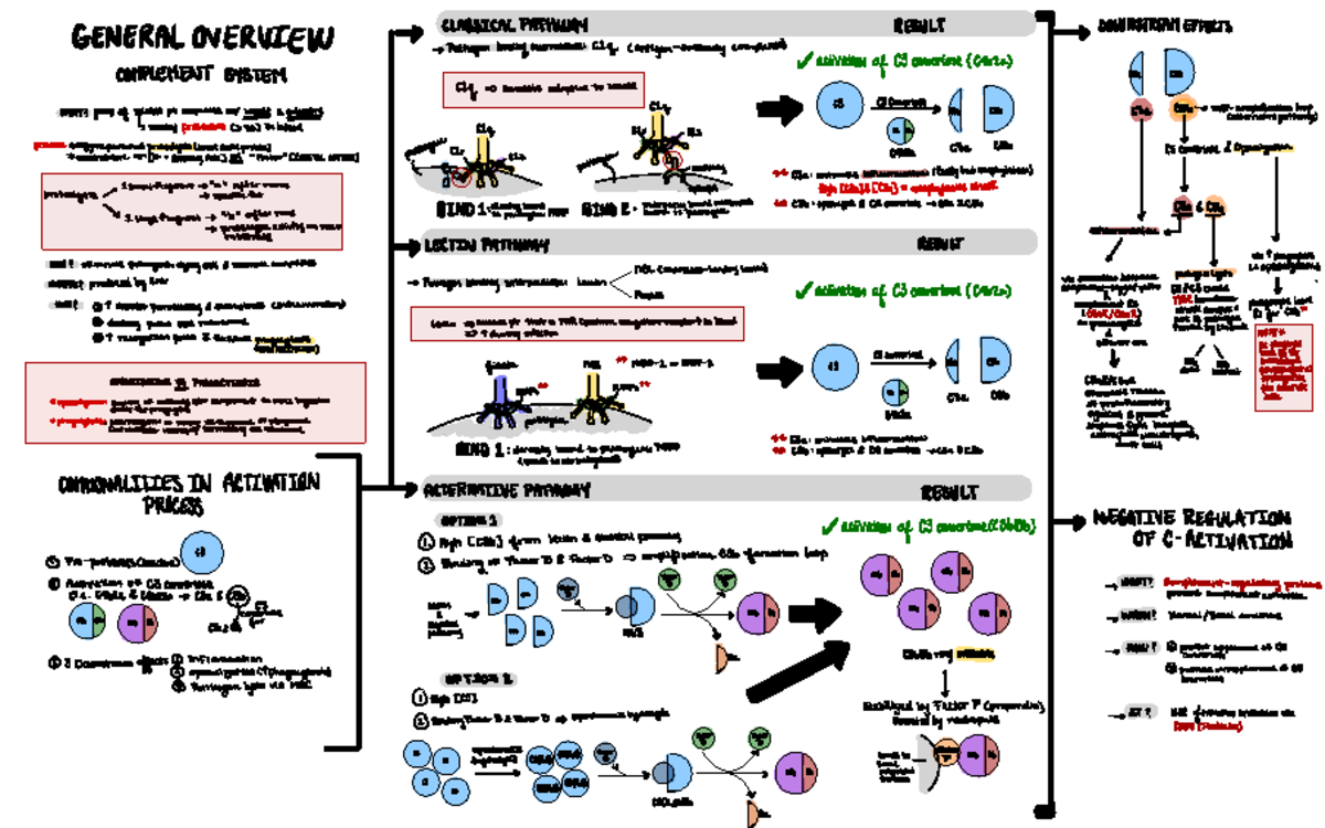 Complement System Pathways Overview Mind Map for BIOL 101 - Studocu