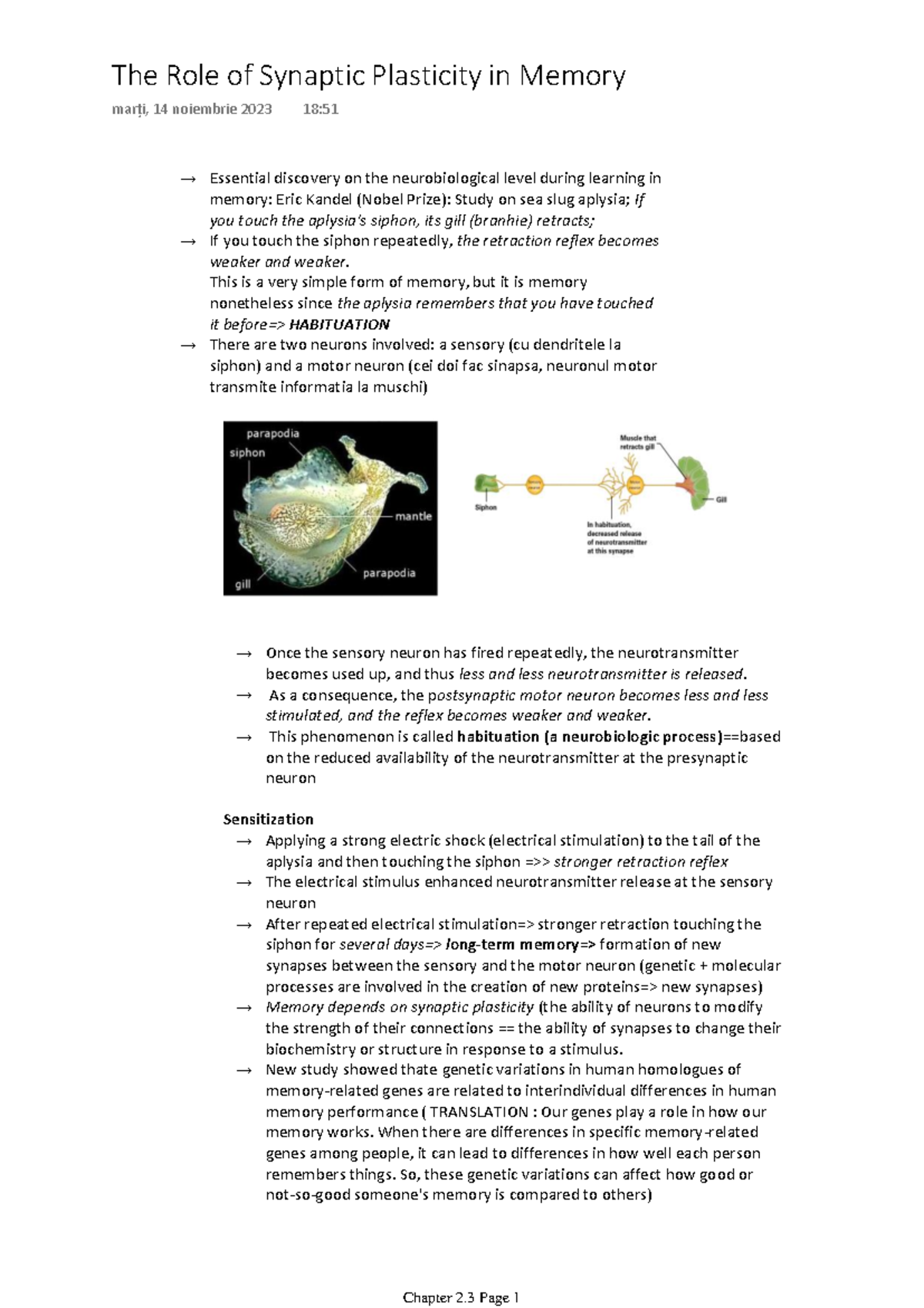 The Role of Synaptic Plasticity in Memory: Insights from Neurobiology ...
