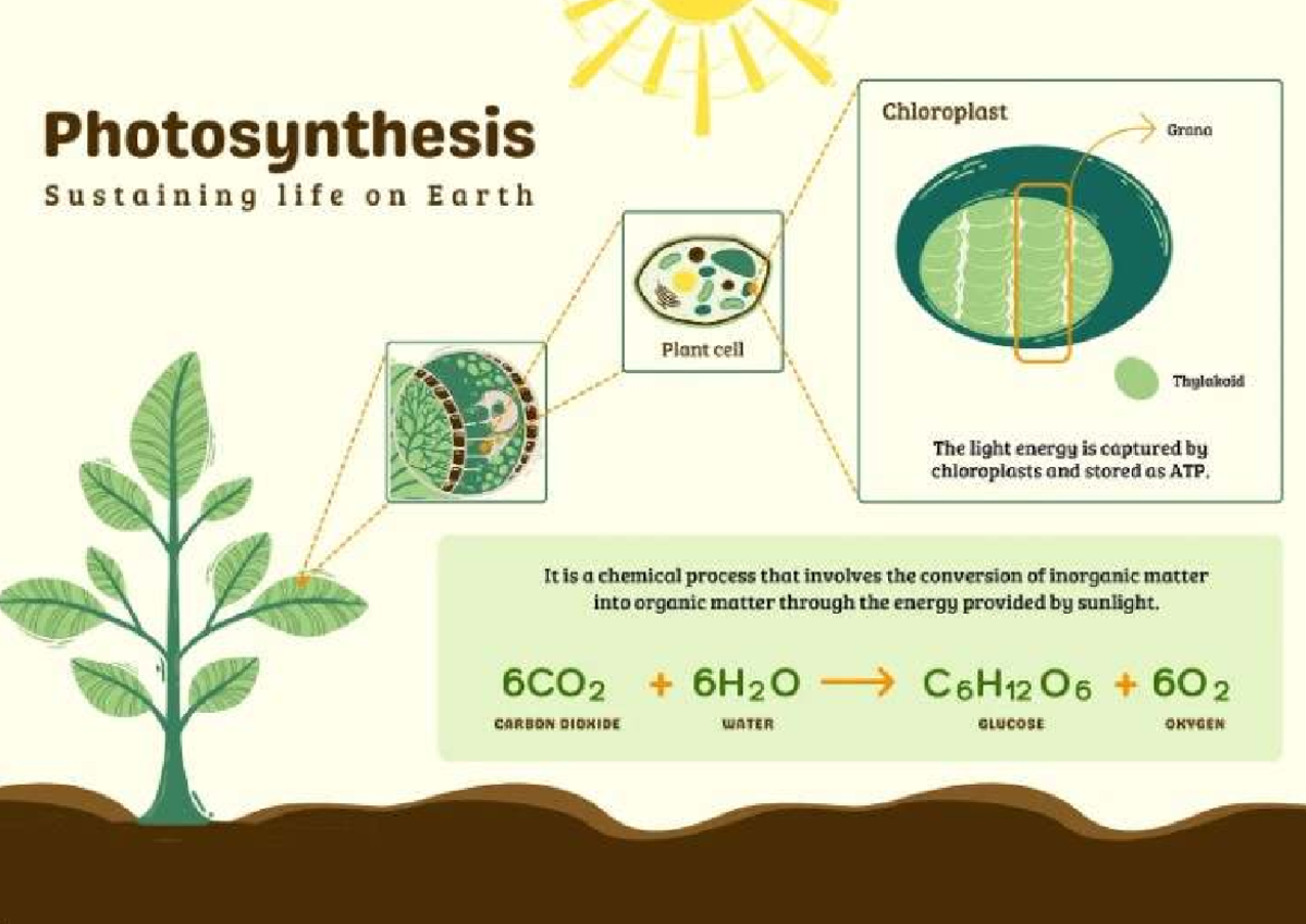 Photosynthesis: The Role of Chloroplasts in Energy Conversion - Studocu