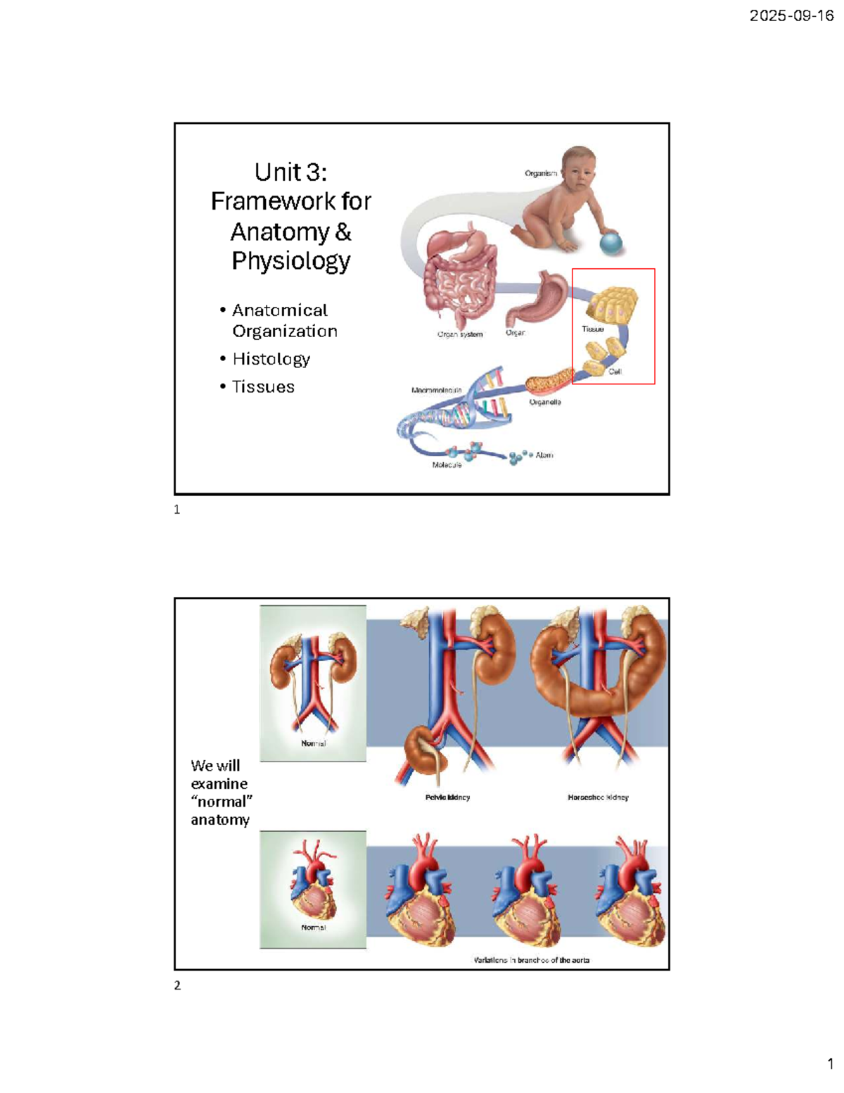 Unit 3: Framework for Anatomy & Physiology - Studocu