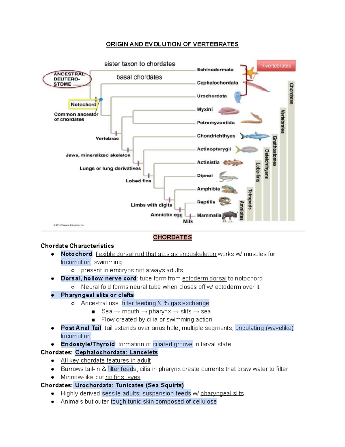 Evolution and Adaptations of Vertebrates: Insights from Ch 29 - ORIGIN ...