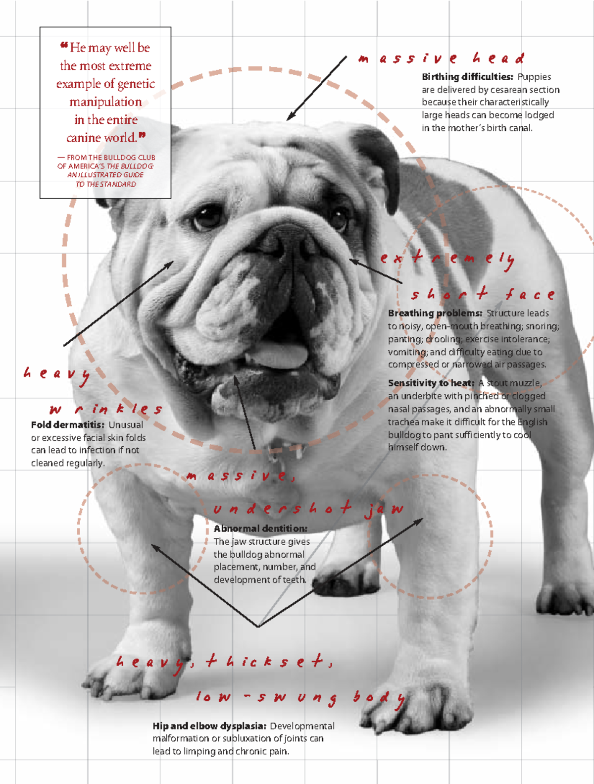Purebred Paradox: Genetic Health Crisis in Dogs & AKC Practices - Studocu