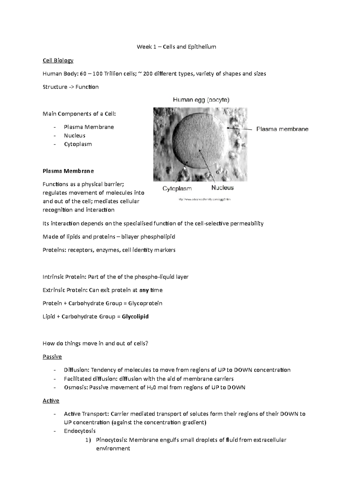 Week 1 Cells - Lecture notes 1 - Week 1 – Cells and Epithelium Cell ...